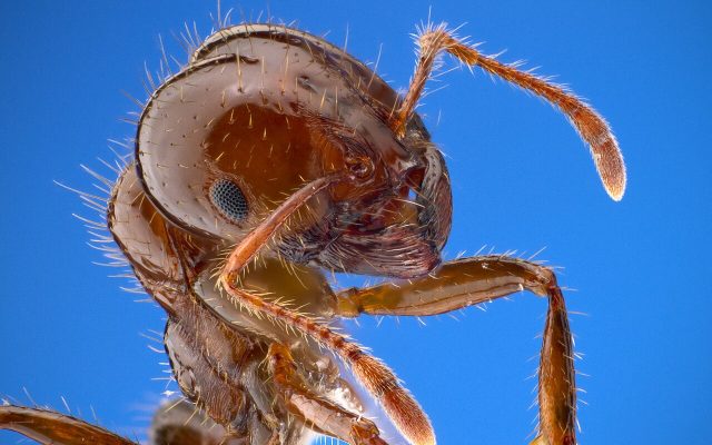 Ants