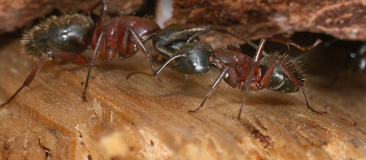 Carpenter ant, side view
