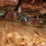Carpenter ant, side view