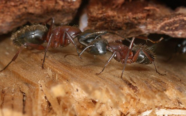 Carpenter ant, side view