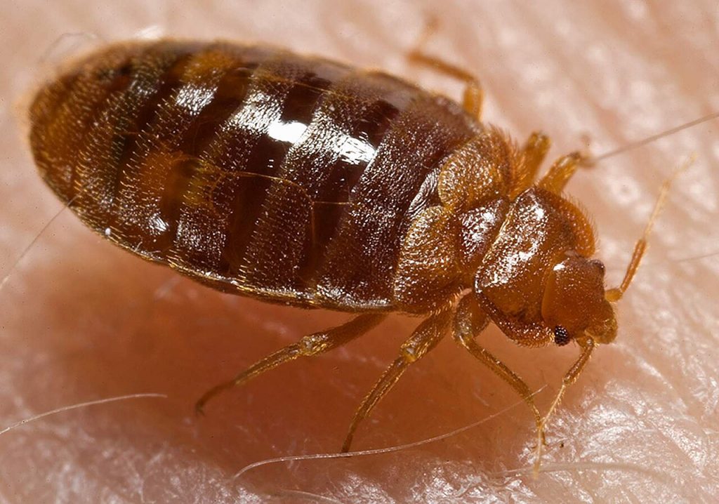 Bed Bug Heat Treatment