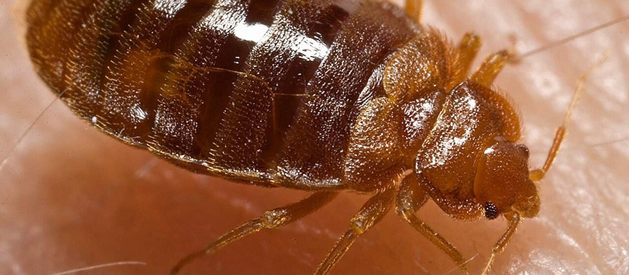 Bed bug (Cimex lectularius) close-up
