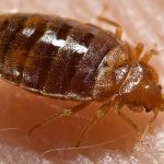 Bed bug (Cimex lectularius) close-up