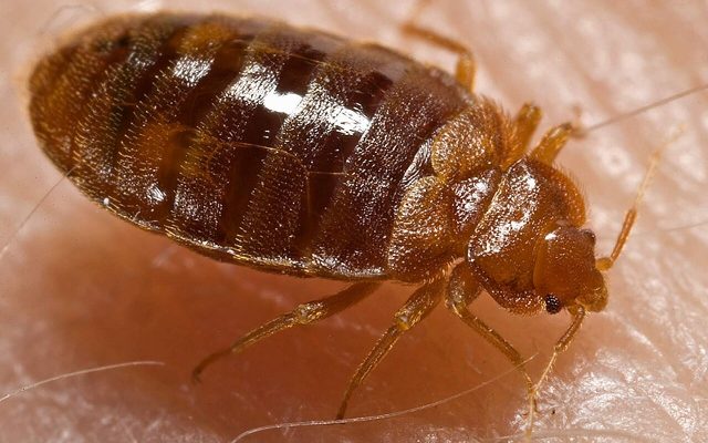 Bed Bug Heat Treatment