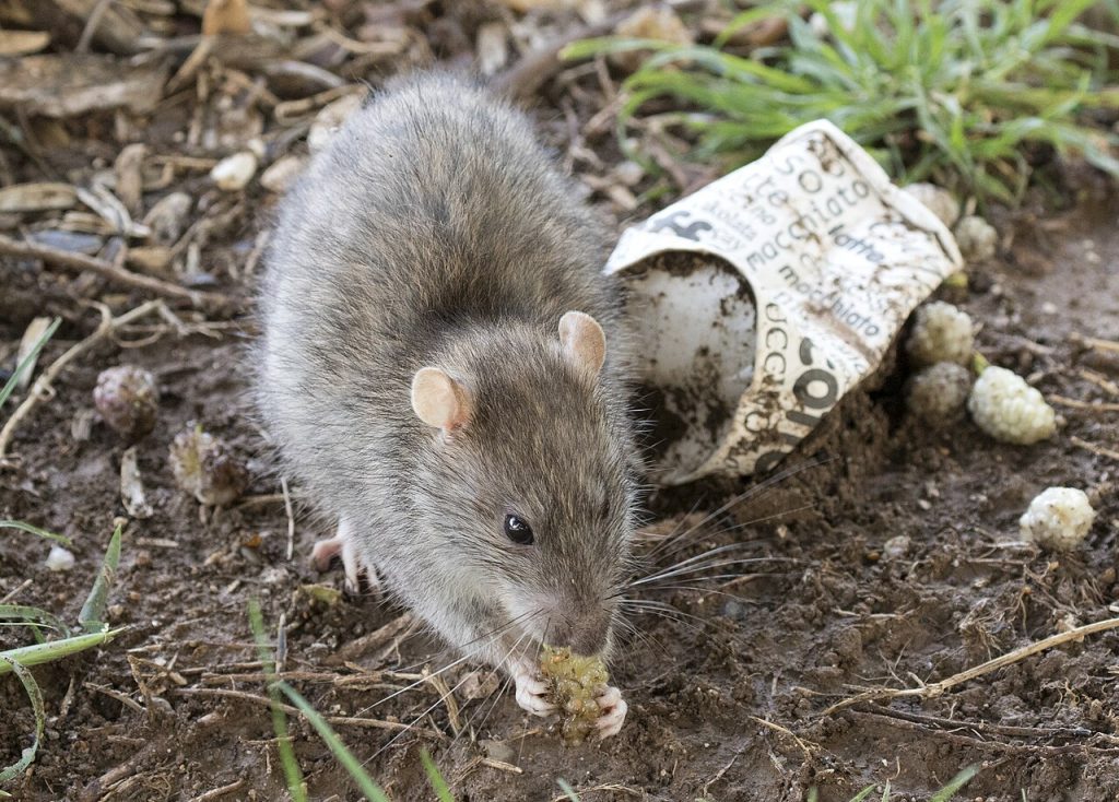 Rodent Control & Exclusion