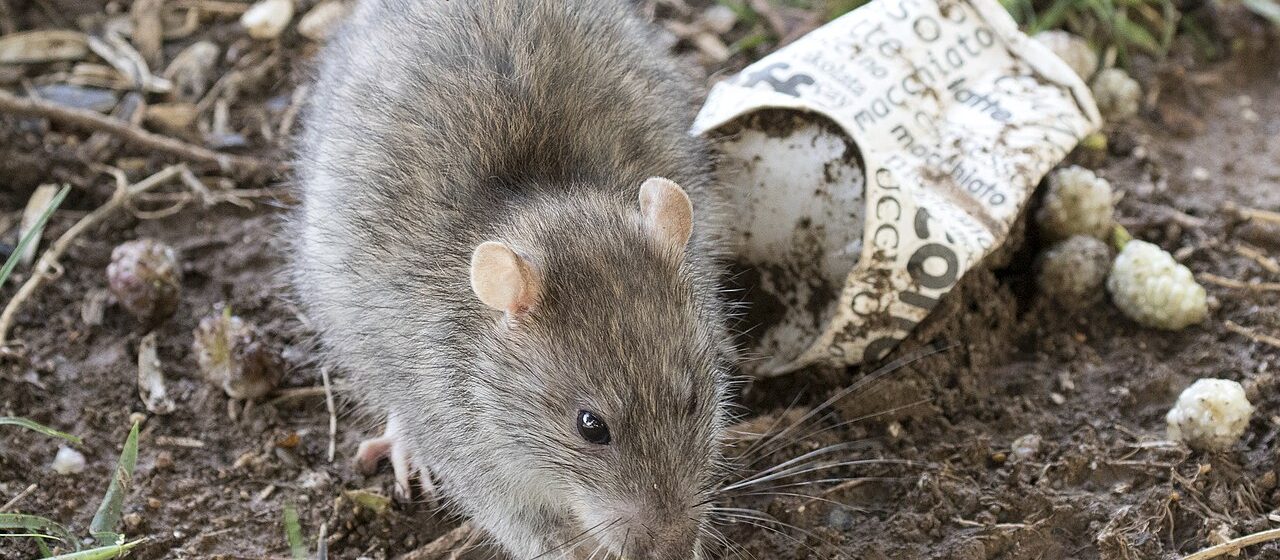 Rodent Control & Exclusion