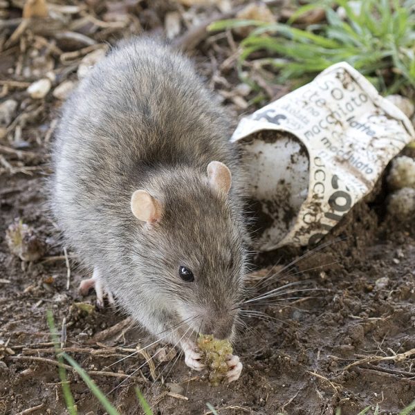 Brown rat (Norway rat) feeding outdoors