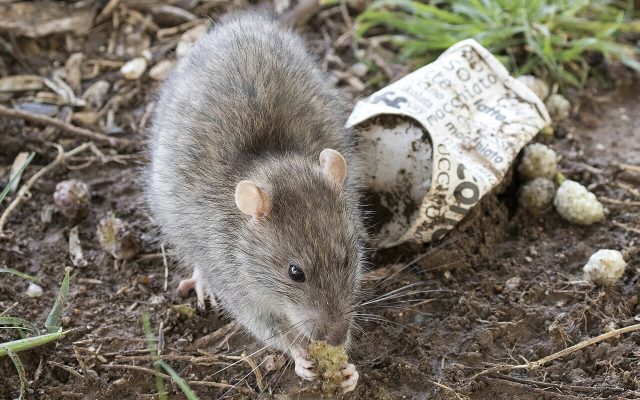 Rodent Control & Exclusion