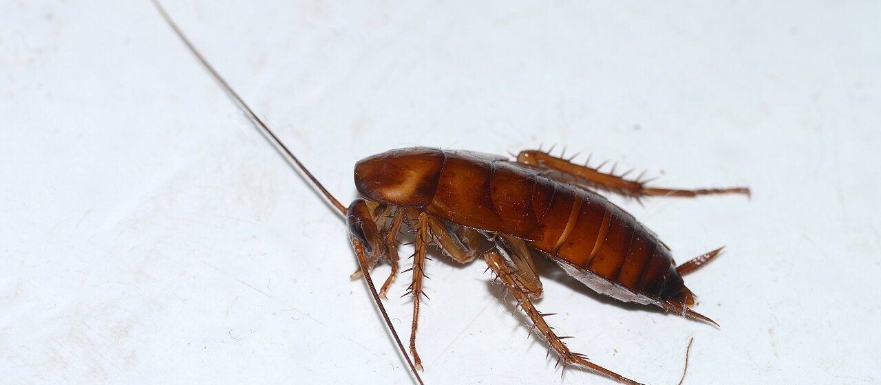 American cockroach on a light surface
