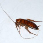 American cockroach on a light surface