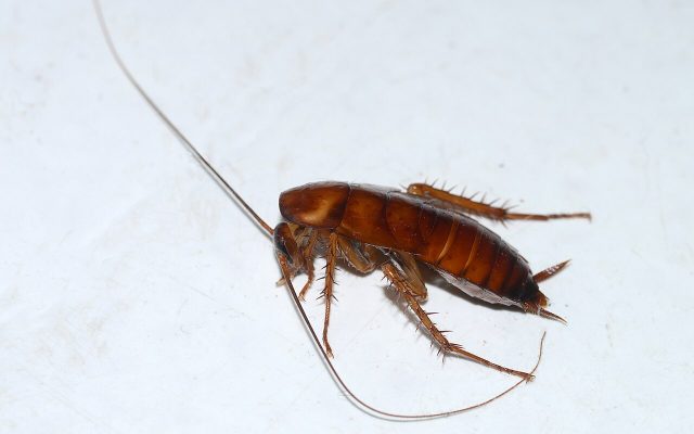 American cockroach on a light surface