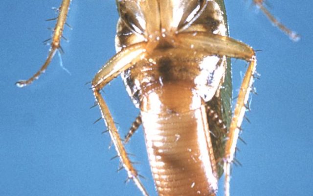 Cockroaches