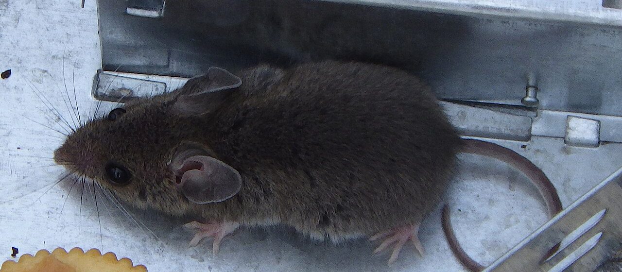 House mouse caught in a live-catch trap