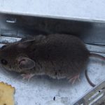 House mouse caught in a live-catch trap