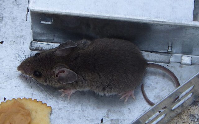 House mouse caught in a live-catch trap