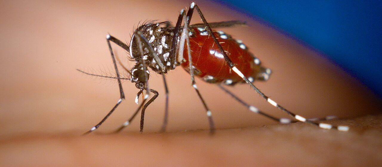 Asian tiger mosquito (Aedes albopictus)