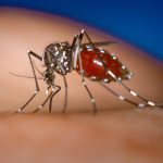 Asian tiger mosquito (Aedes albopictus)