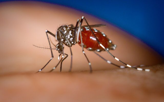 Asian tiger mosquito (Aedes albopictus)