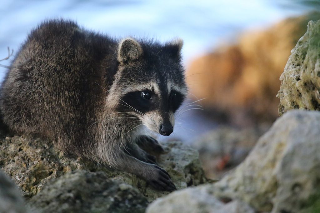 Dead Animal & Wildlife Removal
