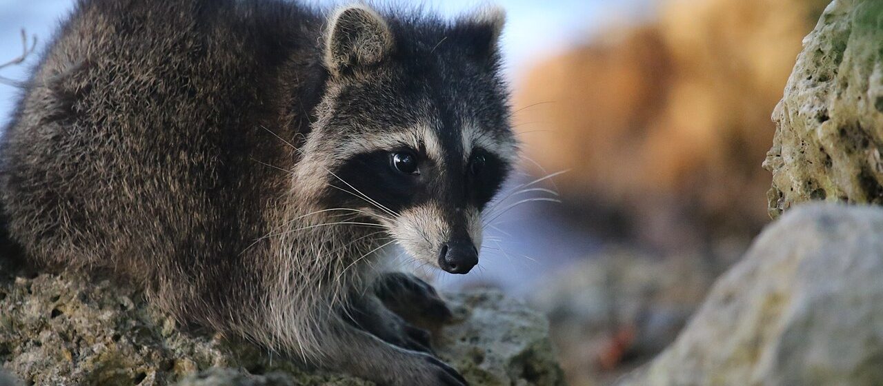 Dead Animal & Wildlife Removal