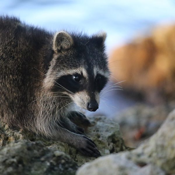 Raccoon outdoors