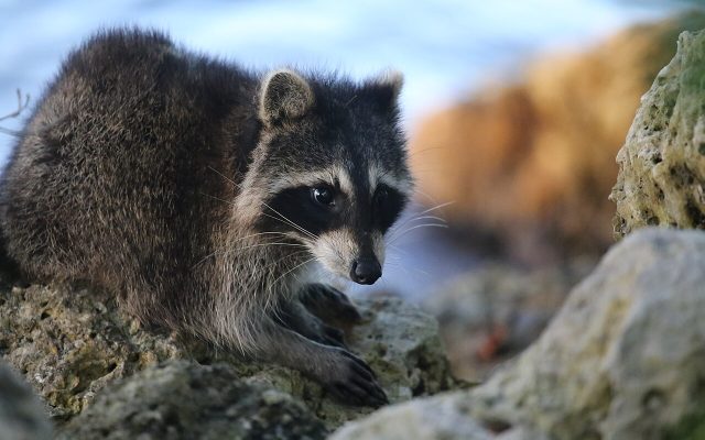 Dead Animal & Wildlife Removal
