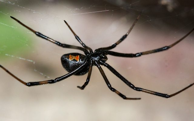 Spiders