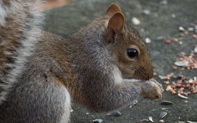 Squirrels