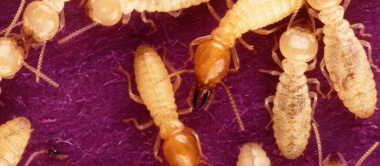 Formosan subterranean termites