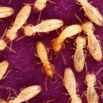 Formosan subterranean termites