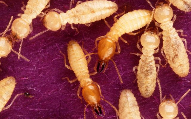 Formosan subterranean termites