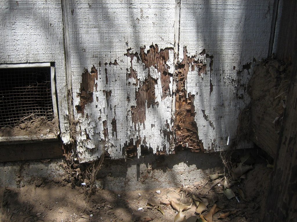 Termite Inspection & Treatment