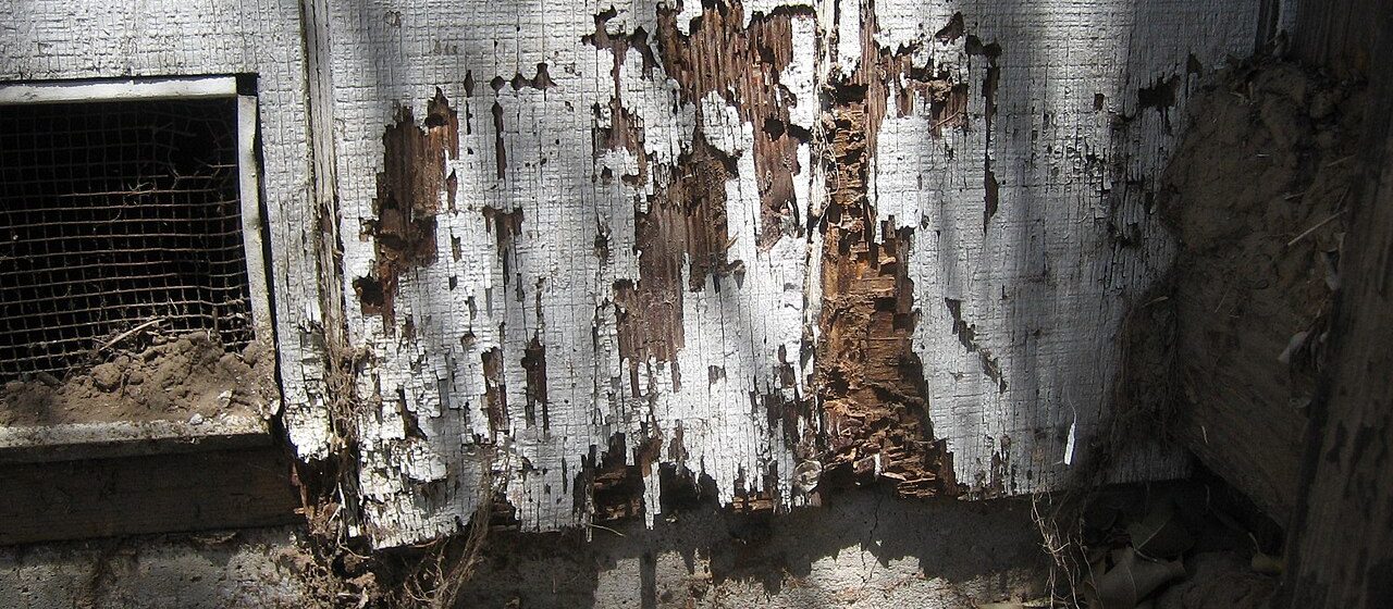 Termite Inspection & Treatment
