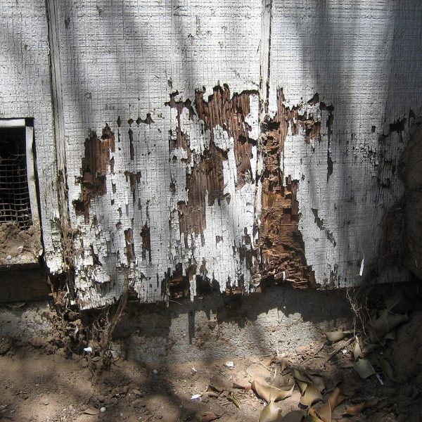 Wood damaged by termites