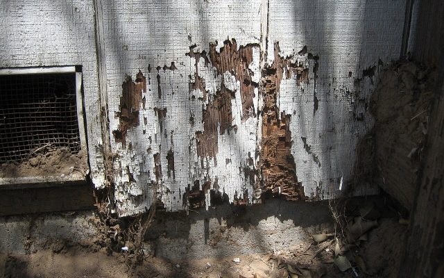 Termite Inspection & Treatment