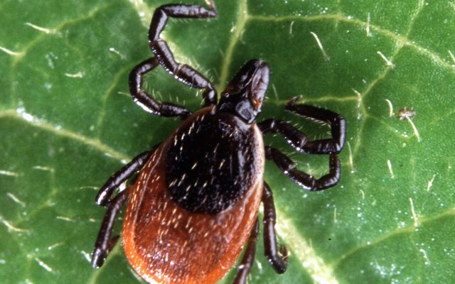 Ticks & Fleas