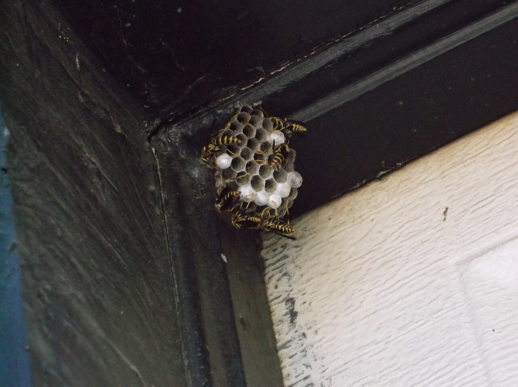 Wasp & Hornet Nest Removal
