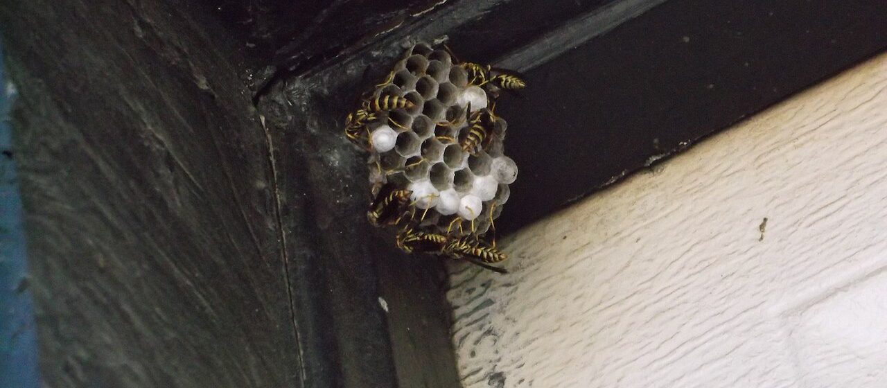 Paper wasp nest under a house eave