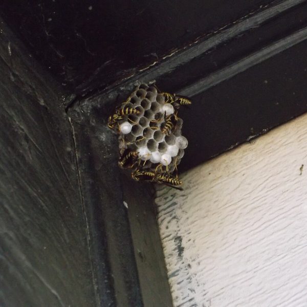 Paper wasp nest under a house eave