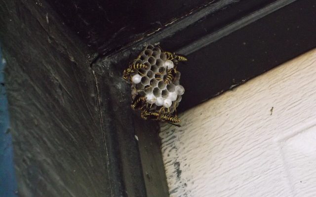 Wasp & Hornet Nest Removal