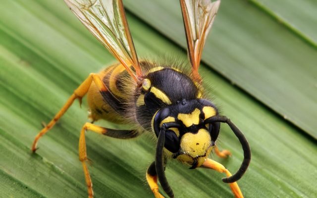 Wasps & Hornets