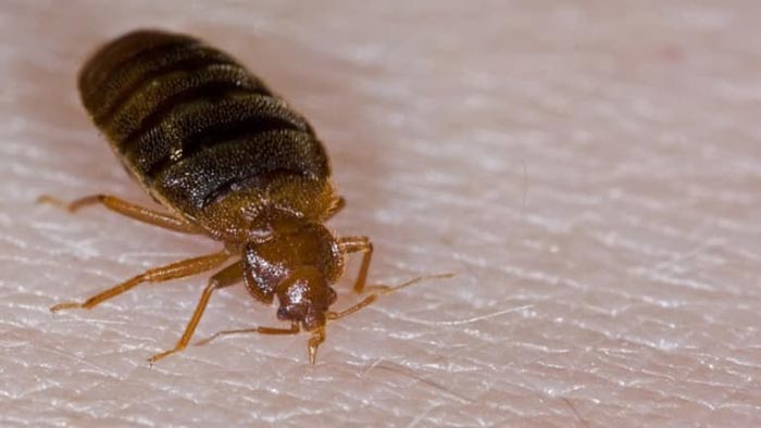 Bedbug Pest Control