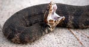 Snake Pest Control